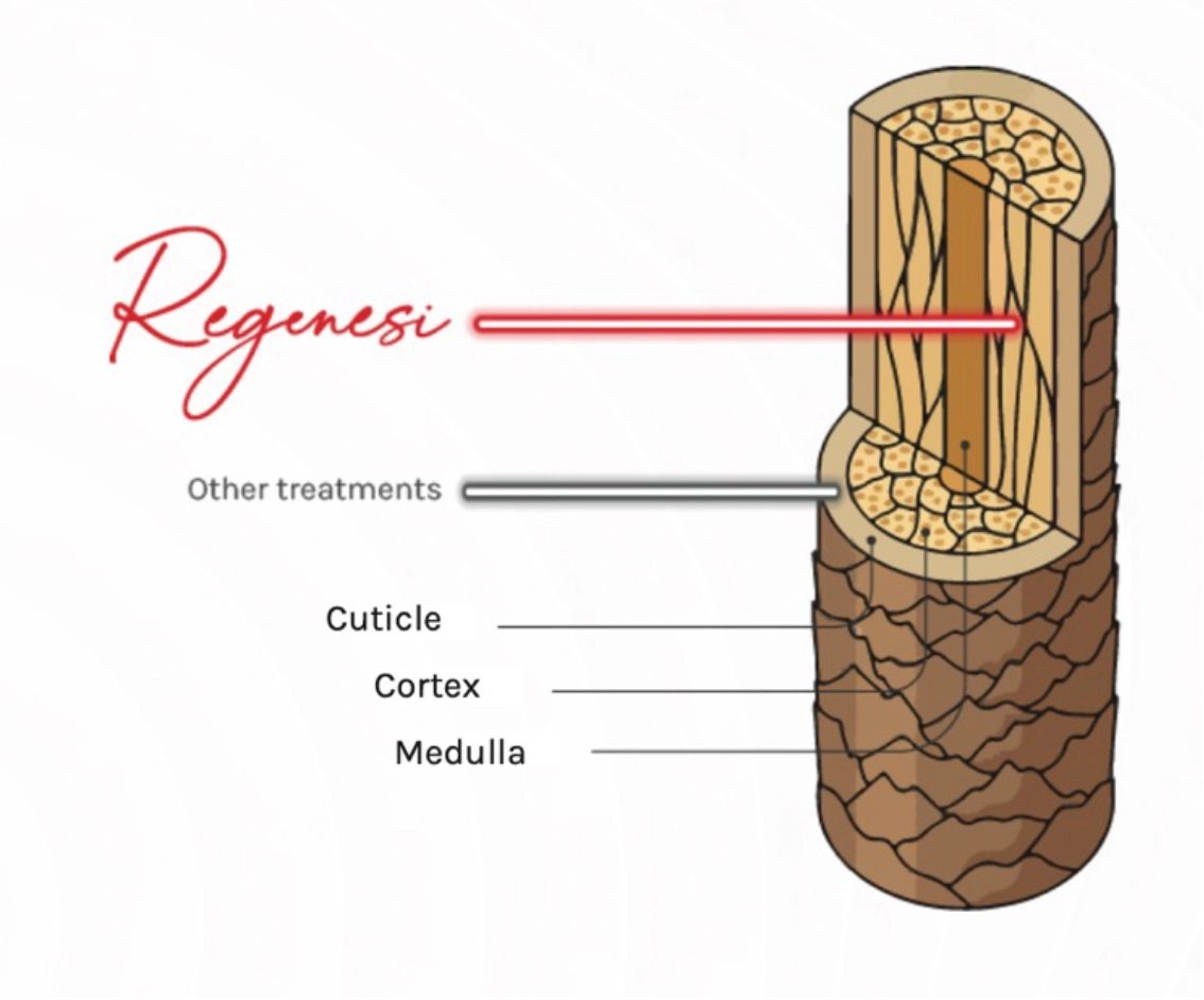 A diagram of a skin structure Description automatically generated